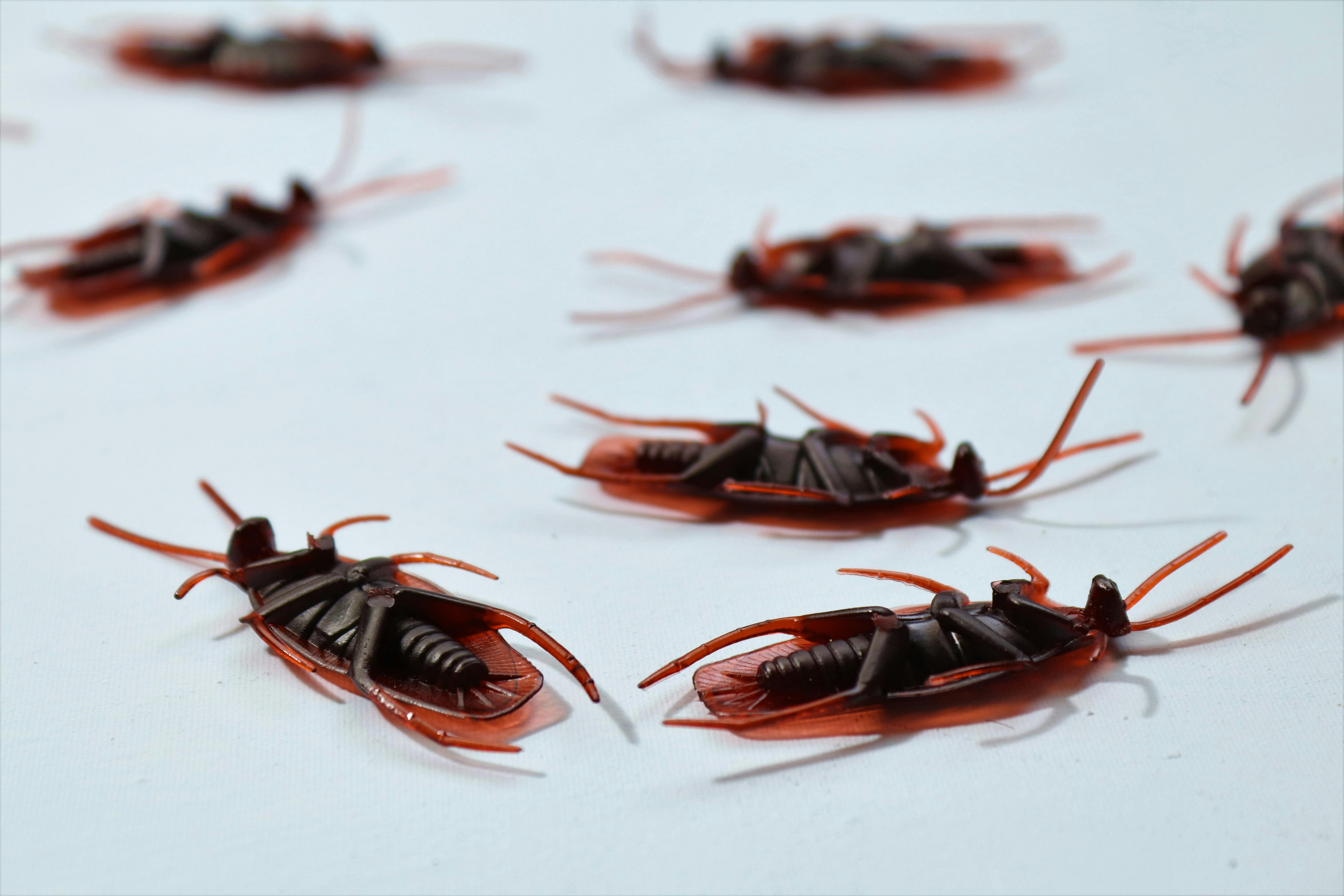 Cockroach Control